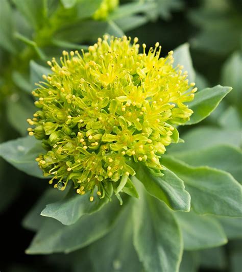 Rhodiola rosea: Benefits, Side Effects, And Dosage