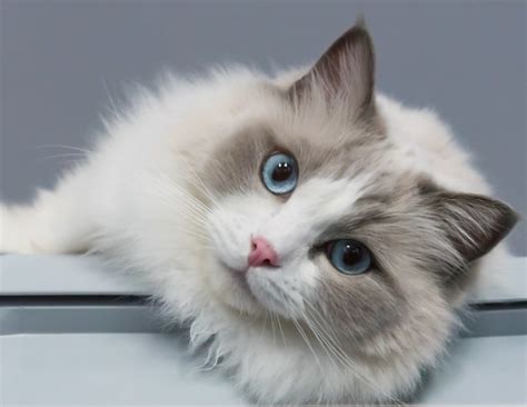 10 Fakta Kucing Ragdoll yang Menarik | Blog Ruparupa