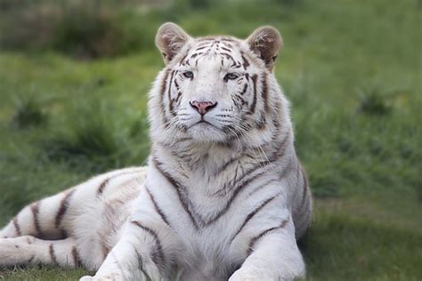 50+ Free White Bengal Tiger & Tiger Images - Pixabay