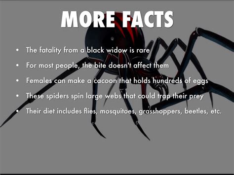 Black Widow Spider: 5 Amazing Facts You Won'T Believe