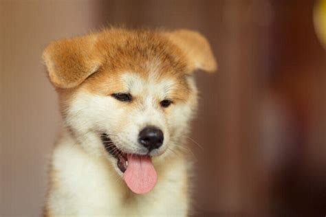 89+ Akita Names (BEST Picks For 2024!) - Blog Of Tom