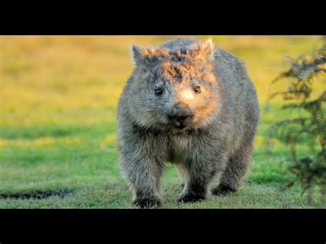 Wombat Wobble - YouTube