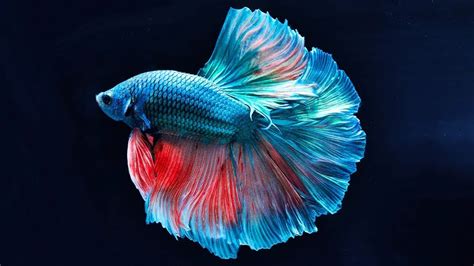 10 Secret Facts About Betta Fish - YouTube