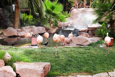 The Wildlife Habitat at Flamingo - Las Vegas Blog - Mitzie Mee