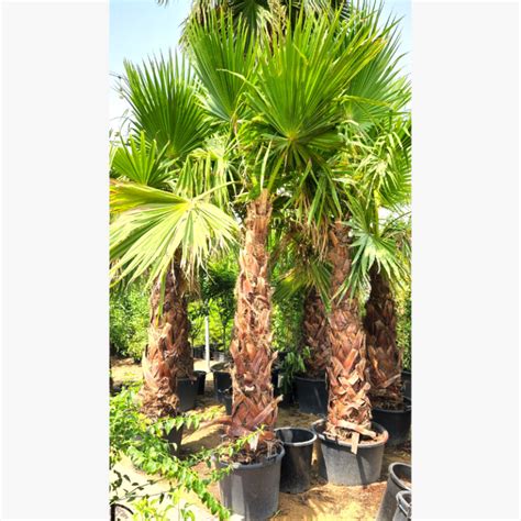 Washingtonia Palm | Outdoor tree | Palm | Halaplants.ae