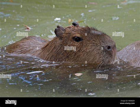 Capybara Swimming Pool