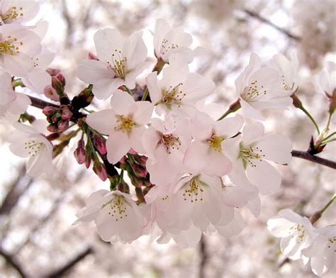 File:Cherry blossom flowers 1.jpg - Wikipedia