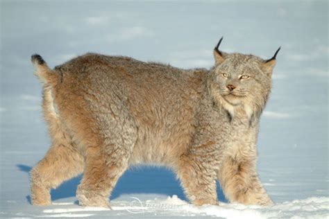 Rare species of wildlife on the Tibetan Plateau