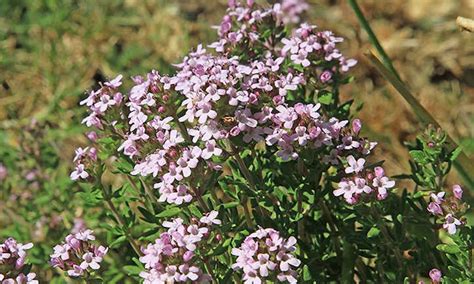 Thyme Plant Care In The Chef's Garden | Epic Gardening