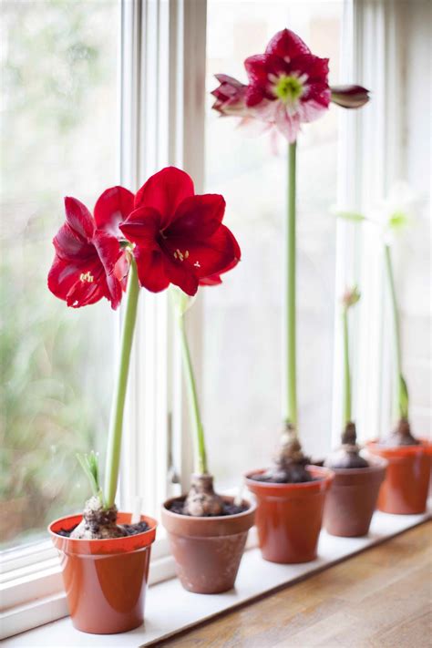 Hippeastrum (amaryllis) on a windowsill. Christmas winter house plant ...