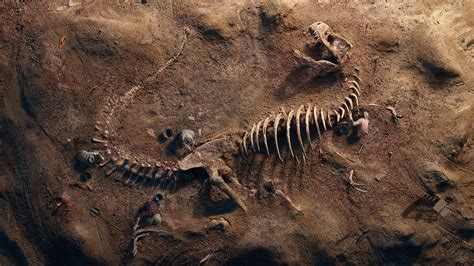 T-Rex Fossil Wallpapers | HD Wallpapers | ID #24770