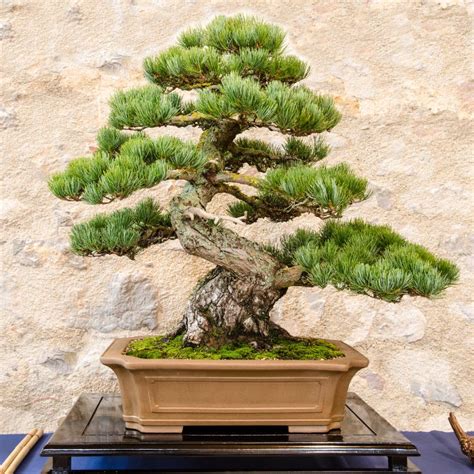 Japanese Five Needle Pine (Pinus Parvifolia) As Bonsai Tree Stock Image - Image of bonsai, tree ...