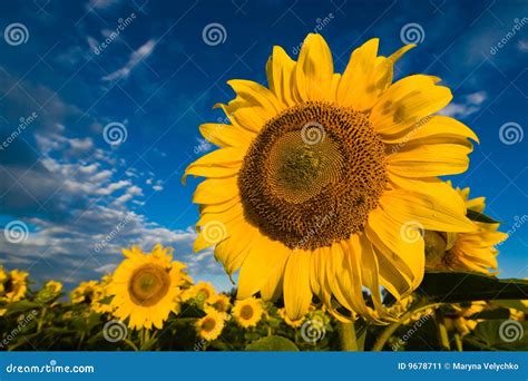 Gold Sunflowers on a Background of the Blue Sky Stock Image - Image of summer, clear: 9678711