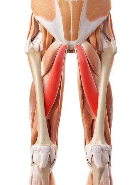 Groin muscle strain: Pulled groin - Adductor muscles & Treatment