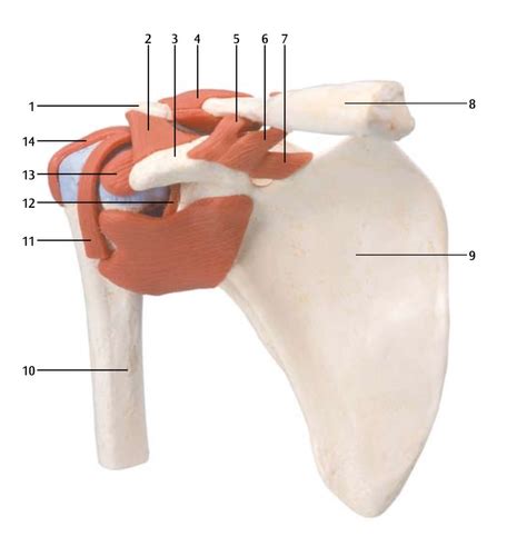 Anterior Shoulder Mix Flashcards | Quizlet