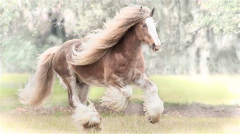 Gypsy Vanner Horse Stallion "Bullet" - YouTube