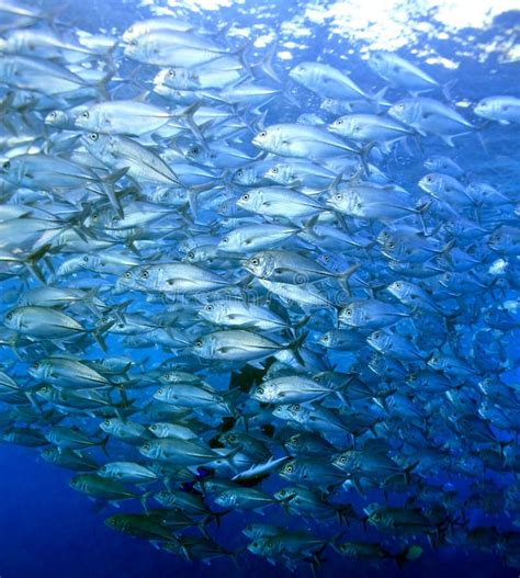 Schooling Bigeye Trevally stock image. Image of pacific - 10634077