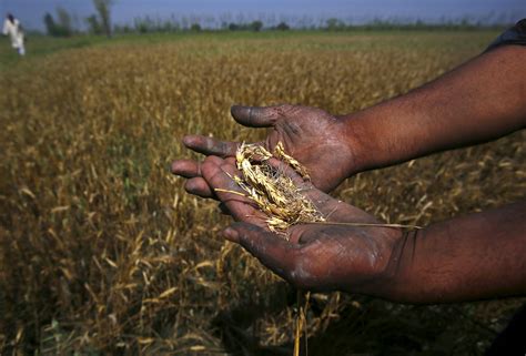 India farmers commit suicide over crops destroyed by spring rain, hailstorms - CBS News