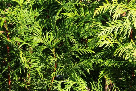 Buy Thuja x 'Green Giant' Green Giant Arborvitae InstantHedge 10 linear feet | Conifer Kingdom
