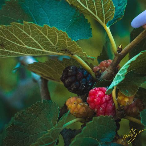 MULBERRY COLORS on Behance