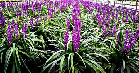 Royal Purple Liriope Plants For Sale Online | The Tree Center™