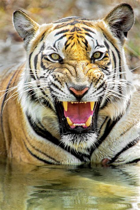 Roaring Bengal Tiger, India Photograph by Panoramic Images - Pixels