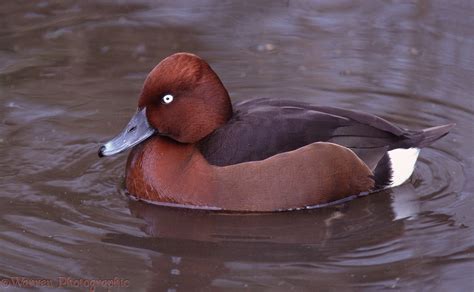 Ferruginous Duck photo WP08487