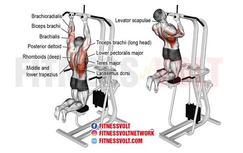 Latissimus Dorsi Exercises With Weights – Online degrees