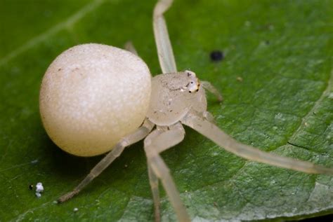 White Widow Spider: Species Profile - BuzzSharer.com