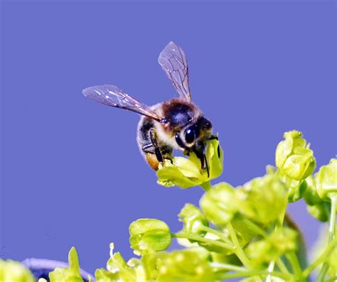 Free Images : flower, pollen, close, fauna, invertebrate, wasp, bumblebee, nectar, macro ...