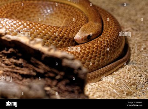 Coastal taipan snake hi-res stock photography and images - Alamy