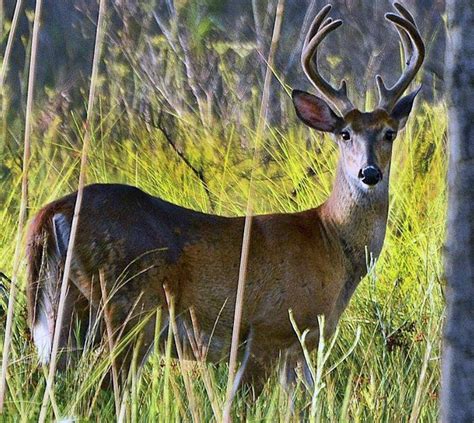 New Florida Deer Hunting Rules Approved: Statewide Bag Limit, Harvest Reporting Required ...