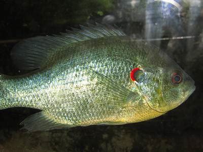 Redear Sunfish: Size, Taste, and Best Places to Catch Them: History ...