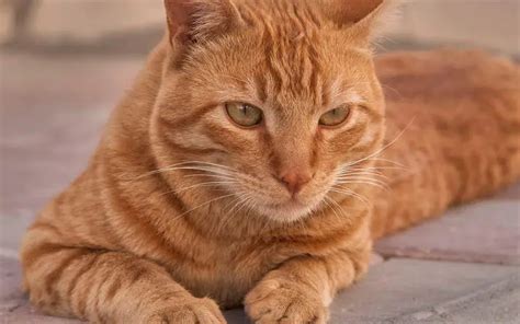 Most Popular Orange Cat Breeds ( 9 Orange Cats )