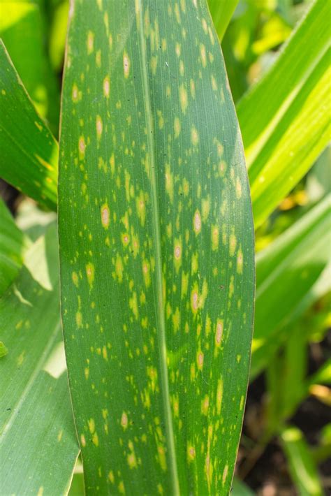 Southern Corn Leaf Blight » Tips on Identification & Control