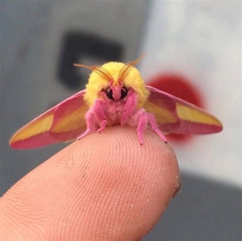 The Rosy Maple Moth May Be the Cutest Bug Ever | Beautiful creatures, Cute animals, Rosy maple moth