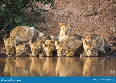 Pride of Lions Drinking Water Stock Image - Image of travel, lions ...