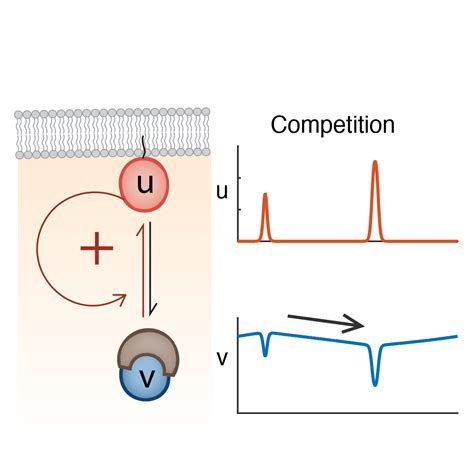 Research | Chiou Lab