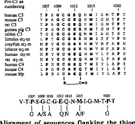 Figure 1 from Structural requirements for thioester bond formation in ...