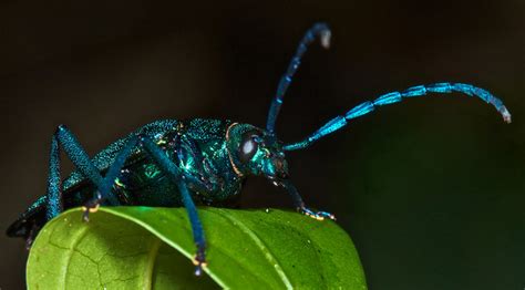 The Blue Longhorn Beetle is a Jewel of a Creature. Truth. | Featured Creature