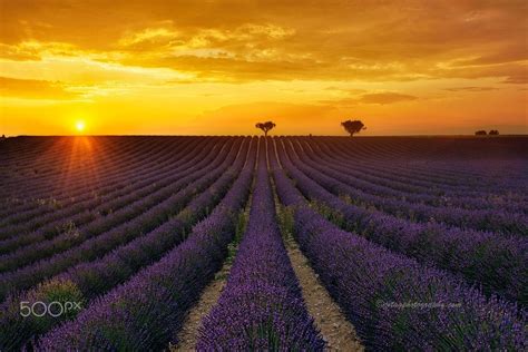 Lavender - Sunset at the lavender fields, France. | Lavender fields ...