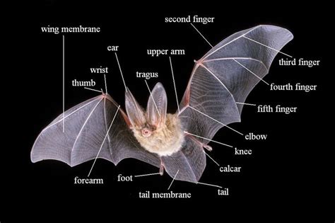 Bat anatomy, Bat facts, Bat species