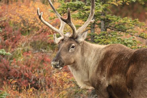 Caribou – Amazing Canadian Wildlife – Northwoods Press