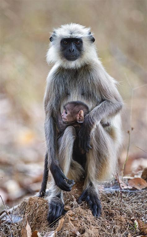 Gray Langur with Baby Photograph by Max Waugh - Fine Art America