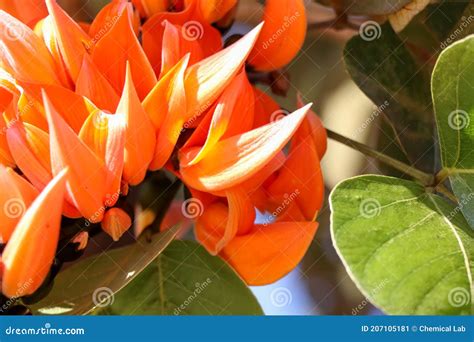 Butea monosperma flower stock image. Image of background - 207105181