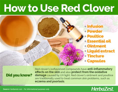 Red Clover | HerbaZest