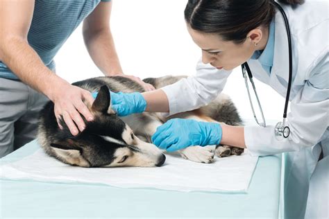 Safeguarding your dog from mystery respiratory illness