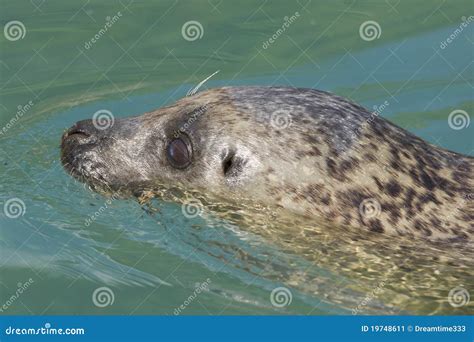 Pinniped stock image. Image of mammalian, head, round - 19748611