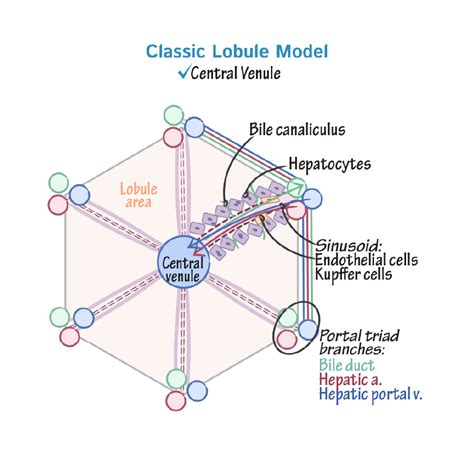 Histology Glossary: Liver: Classic Lobule Model | Draw It to Know It