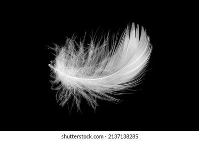 White Duck Feathers Isolated On Black Stock Photo 2137138285 | Shutterstock